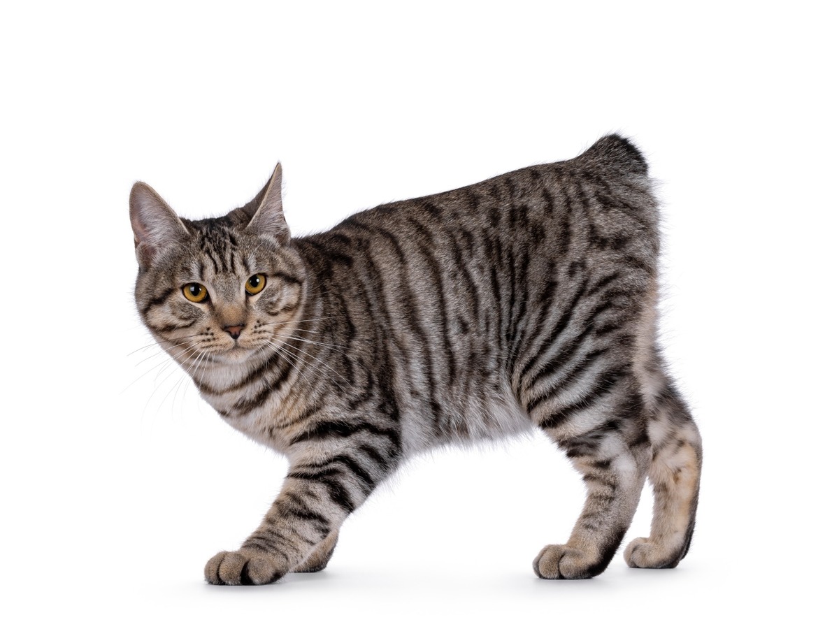 Kurilský bobtail ležiaci na drevenom kmeni